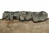 Fossil Woolly Rhino (Coelodonta) Mandible - Siberia #235431-4